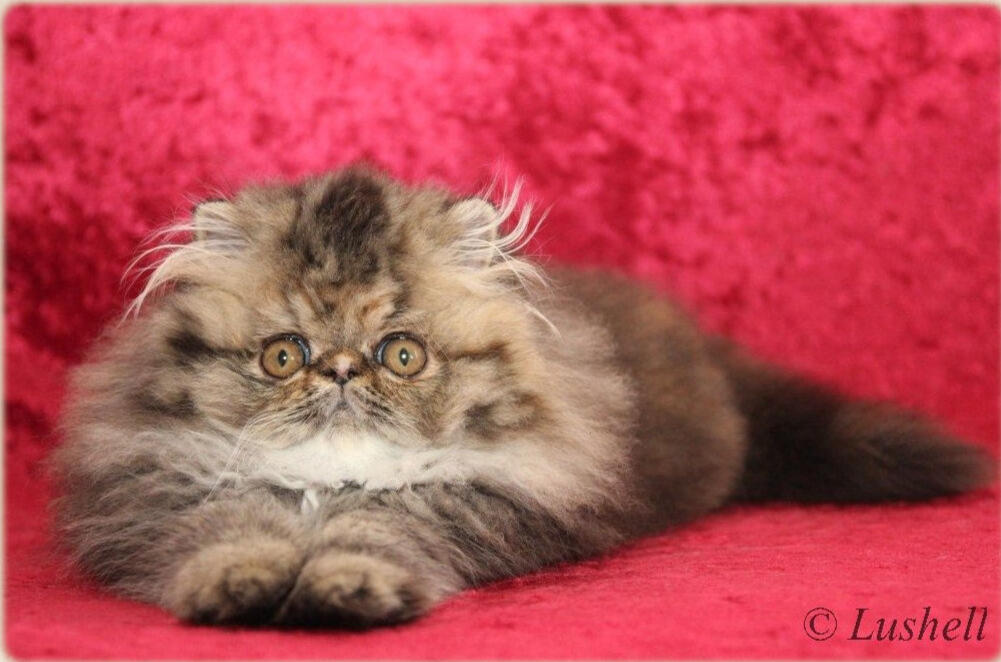 Every Kiss Begins with Kay